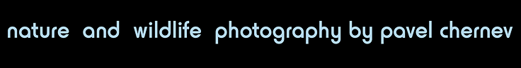 Nature, Landscape and Wildlife Photography by Pavel Chernev